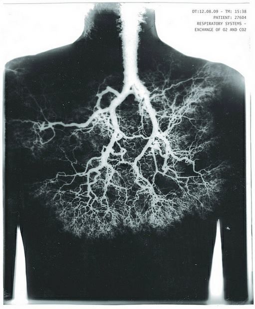 El órgano Metal: los pulmones, guardianes del aliento y del alma