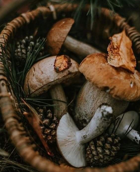 Alimentos de otoño: setas